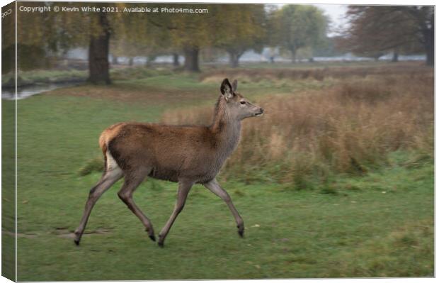 Deer on the move Canvas Print by Kevin White