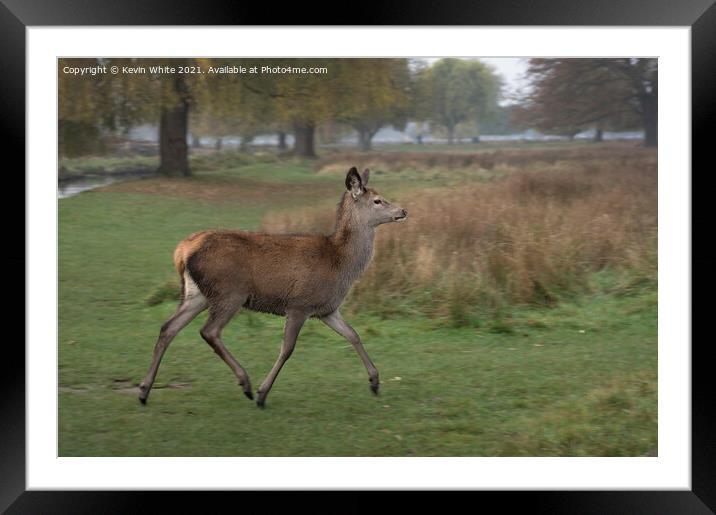 Deer on the move Framed Mounted Print by Kevin White