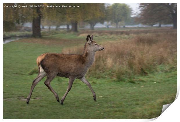 Deer on the move Print by Kevin White