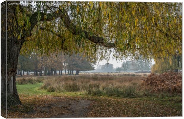 Willow over path Canvas Print by Kevin White