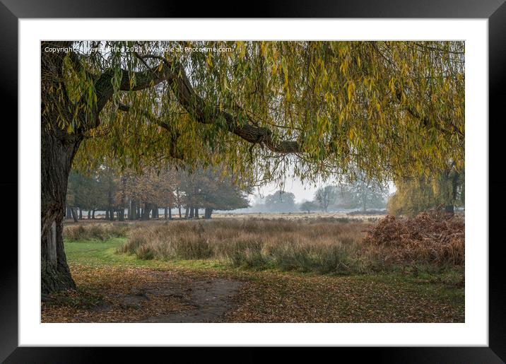Willow over path Framed Mounted Print by Kevin White