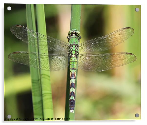 Green dragonfly Acrylic by Dorota Kurek