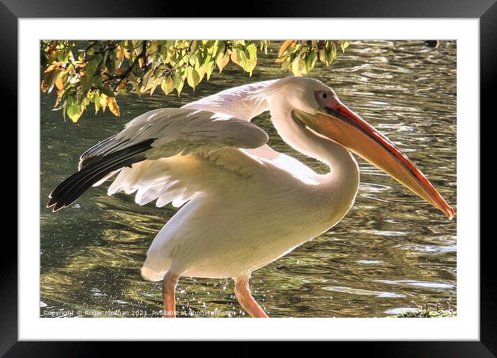 Backlit Pelican in Serene Surroundings Framed Mounted Print by Roger Mechan