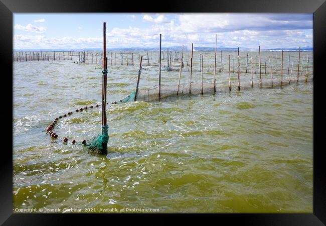 Traditional gear and fishing nets placed in the Valencia lagoon  Framed Print by Joaquin Corbalan