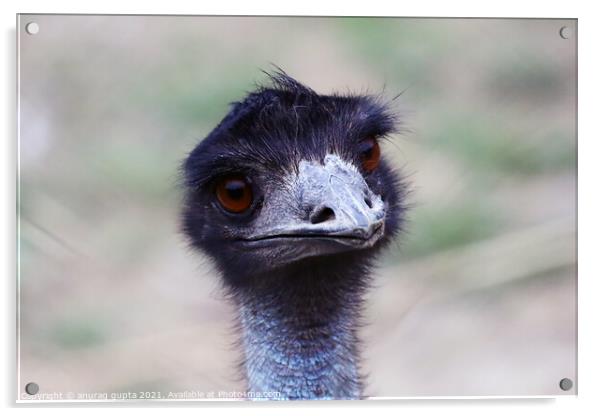 Emu Acrylic by anurag gupta