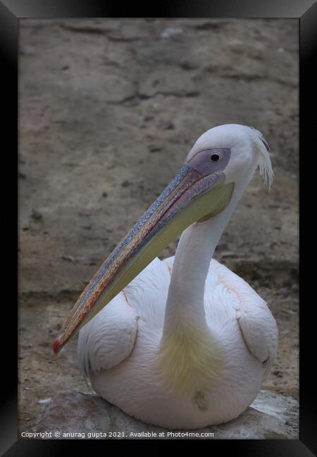 Australian Pelican Framed Print by anurag gupta