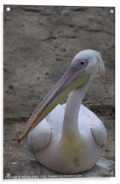 Australian Pelican Acrylic by anurag gupta