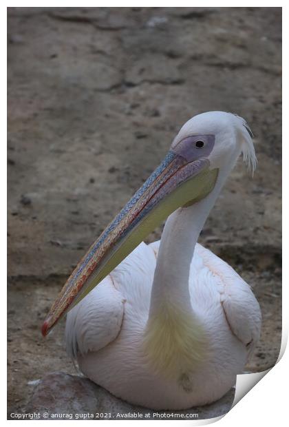 Australian Pelican Print by anurag gupta