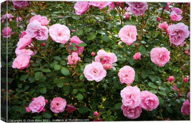 Pink roses Canvas Print by Chris Rose