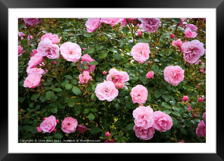 Pink roses Framed Mounted Print by Chris Rose