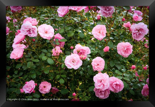 Pink roses Framed Print by Chris Rose