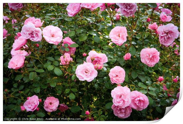 Pink roses Print by Chris Rose