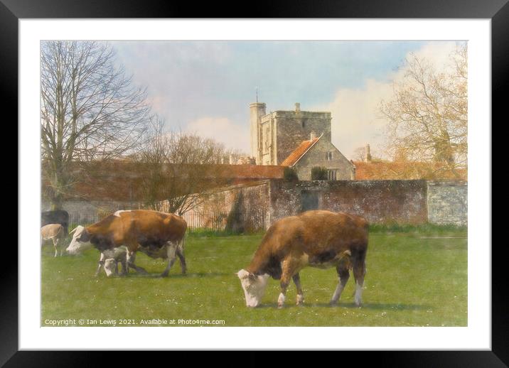 Cows and Calves by St Cross Framed Mounted Print by Ian Lewis