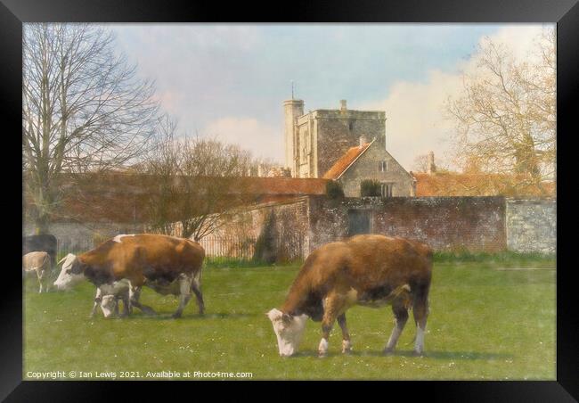 Cows and Calves by St Cross Framed Print by Ian Lewis