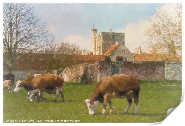 Cows and Calves by St Cross Print by Ian Lewis