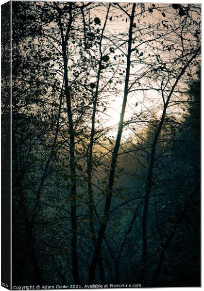 Abstract Trees in the Morning Canvas Print by Adam Cooke