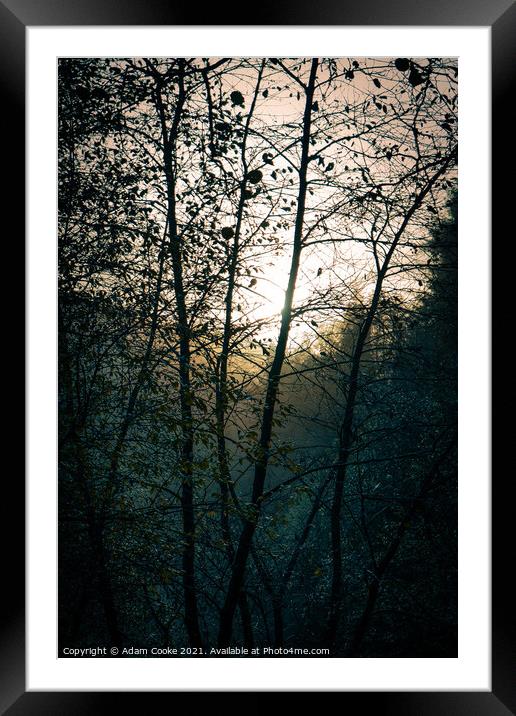 Abstract Trees in the Morning Framed Mounted Print by Adam Cooke