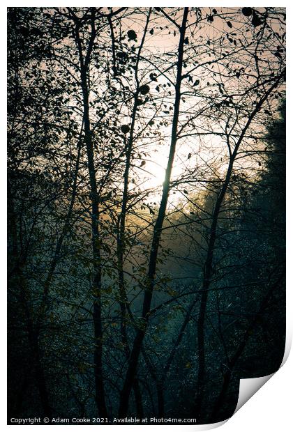 Abstract Trees in the Morning Print by Adam Cooke