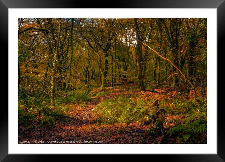 Woodlands at Golitha Falls | Cornwall Framed Mounted Print by Adam Cooke