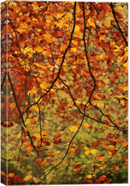 Autumn Beech leaves Canvas Print by Simon Johnson