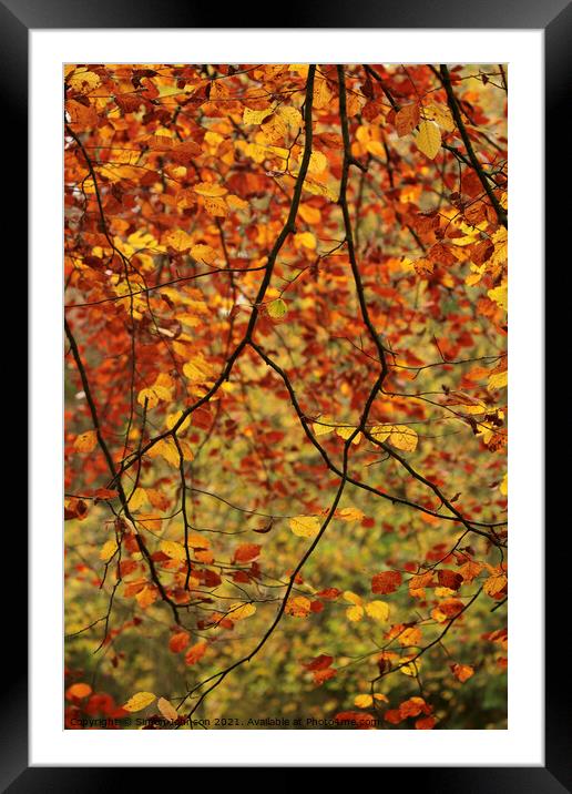 Autumn Beech leaves Framed Mounted Print by Simon Johnson