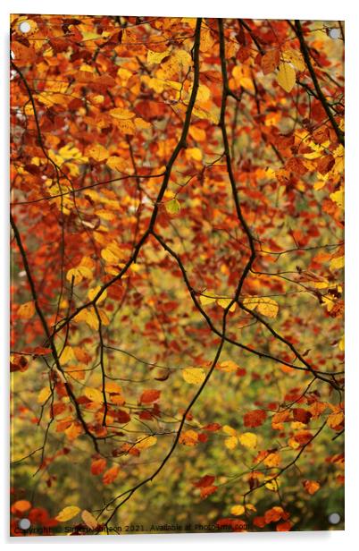 Autumn Beech leaves Acrylic by Simon Johnson