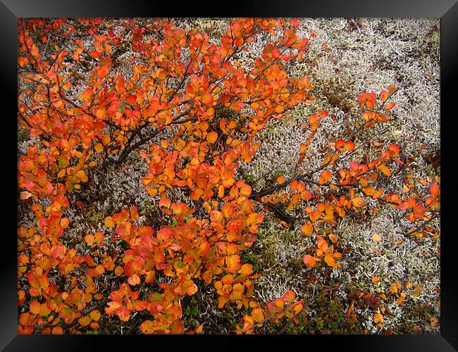 Tundra Autumn Framed Print by Jay Huckins