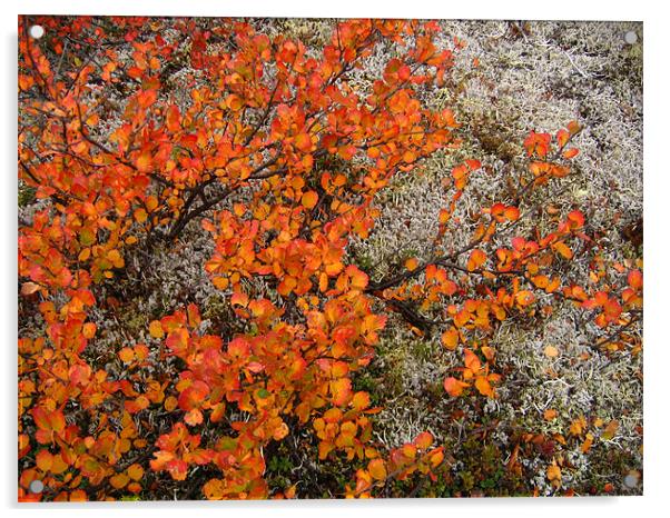 Tundra Autumn Acrylic by Jay Huckins