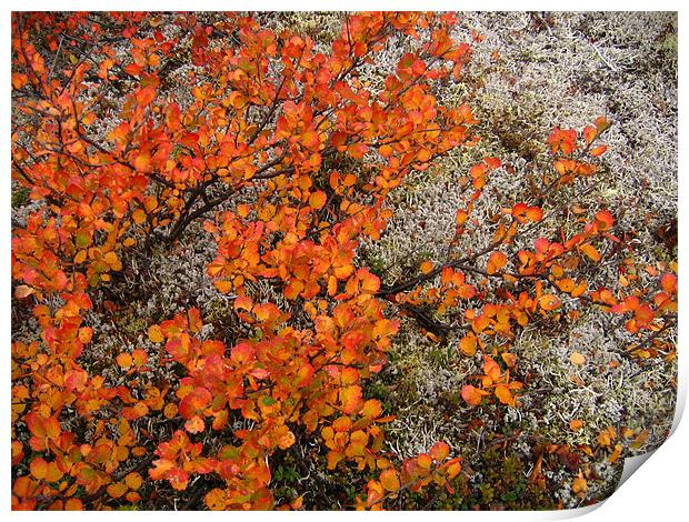 Tundra Autumn Print by Jay Huckins