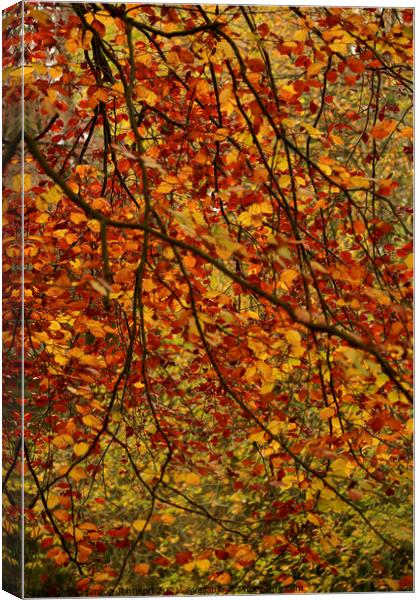 Autumn Leaf Curtain Canvas Print by Simon Johnson