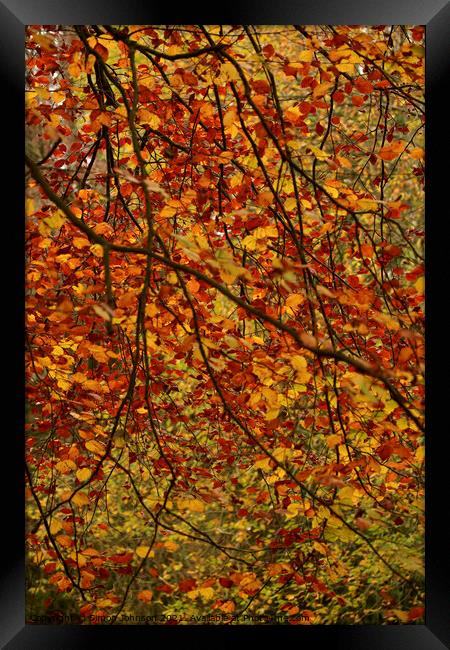 Autumn Leaf Curtain Framed Print by Simon Johnson