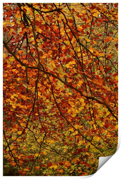 Autumn Leaf Curtain Print by Simon Johnson