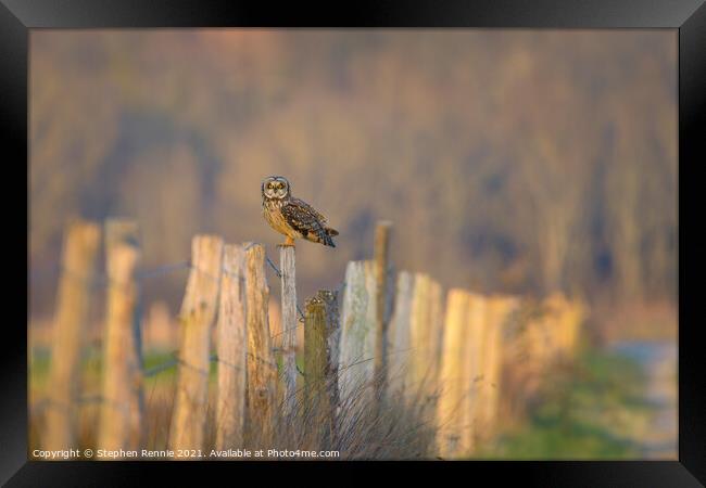 Short-eared owl perching in French countryside at dusk Framed Print by Stephen Rennie