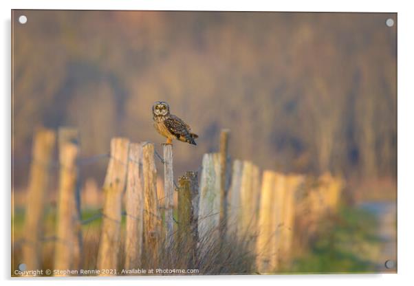 Short-eared owl perching in French countryside at dusk Acrylic by Stephen Rennie