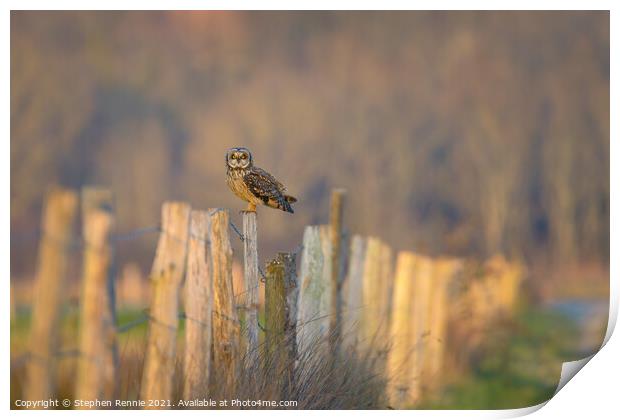 Short-eared owl perching in French countryside at dusk Print by Stephen Rennie