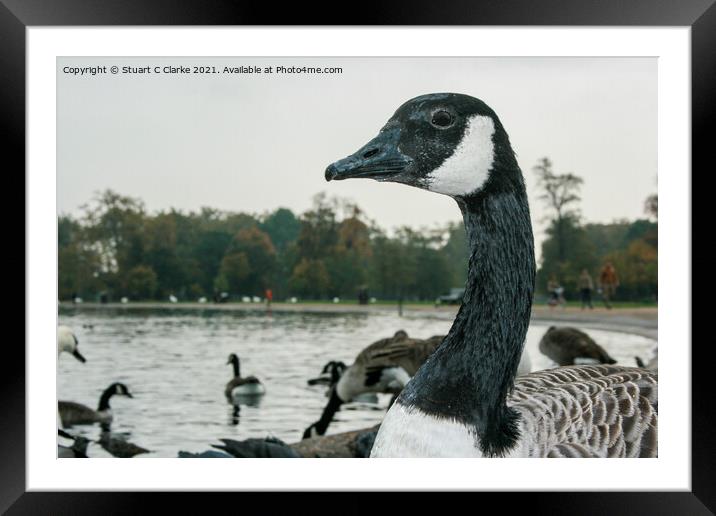 Canadian Goose Framed Mounted Print by Stuart C Clarke
