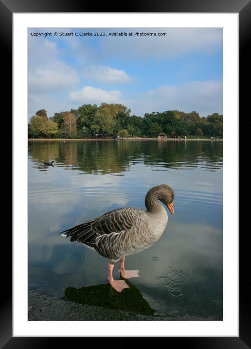 Greylag Goose Framed Mounted Print by Stuart C Clarke