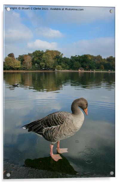 Greylag Goose Acrylic by Stuart C Clarke