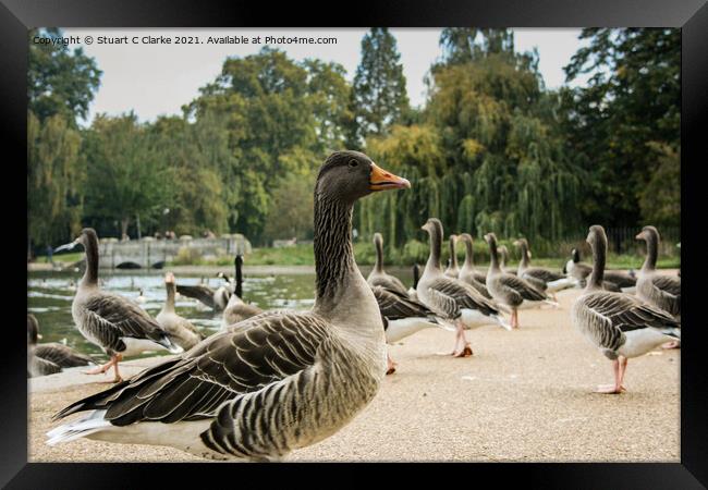 Greylag Goose Framed Print by Stuart C Clarke