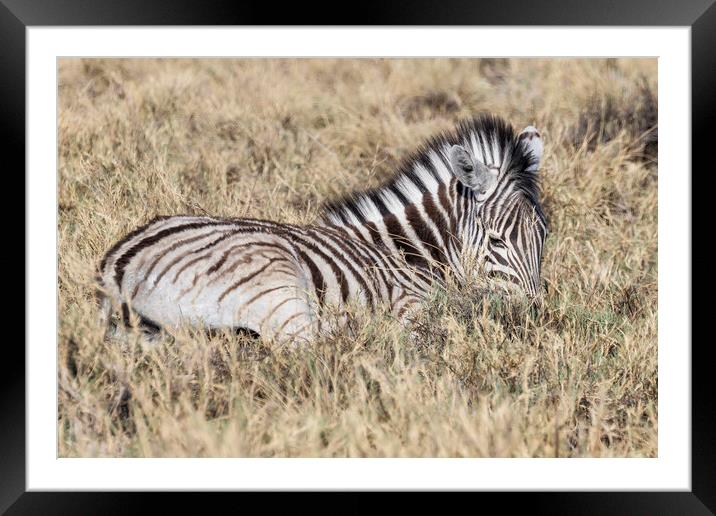Zebra Foal in the Grass Framed Mounted Print by Belinda Greb
