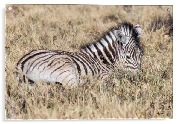 Zebra Foal in the Grass Acrylic by Belinda Greb
