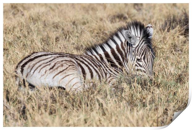 Zebra Foal in the Grass Print by Belinda Greb