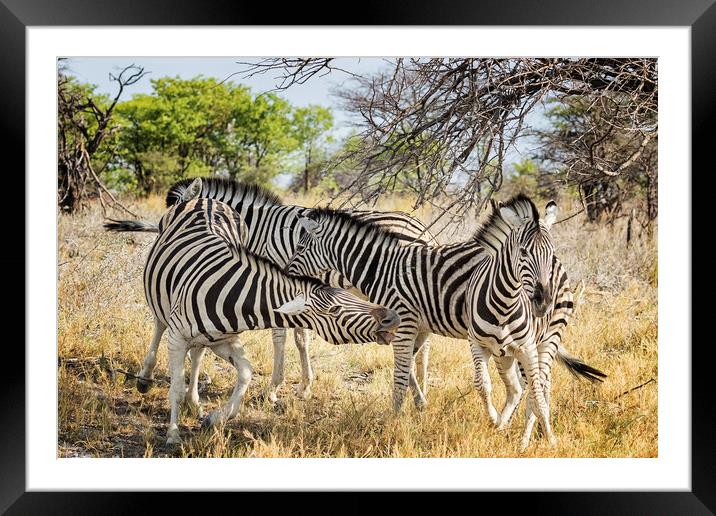 Zebras - Some Chilling, Some Not Framed Mounted Print by Belinda Greb