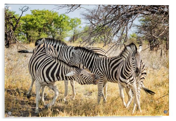 Zebras - Some Chilling, Some Not Acrylic by Belinda Greb