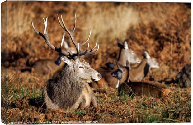 Red Deer Stag in Richmond Park Canvas Print by Graham Prentice