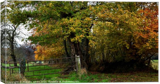 Colours of Autumn. Secluded Rural Track Canvas Print by Malcolm White