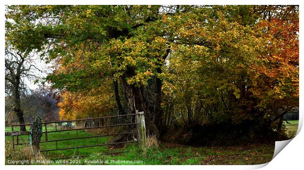 Colours of Autumn. Secluded Rural Track Print by Malcolm White