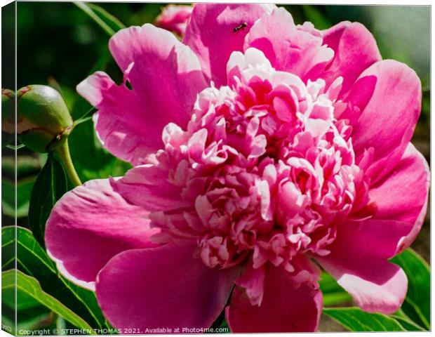 Pink Peony with Ant Canvas Print by STEPHEN THOMAS