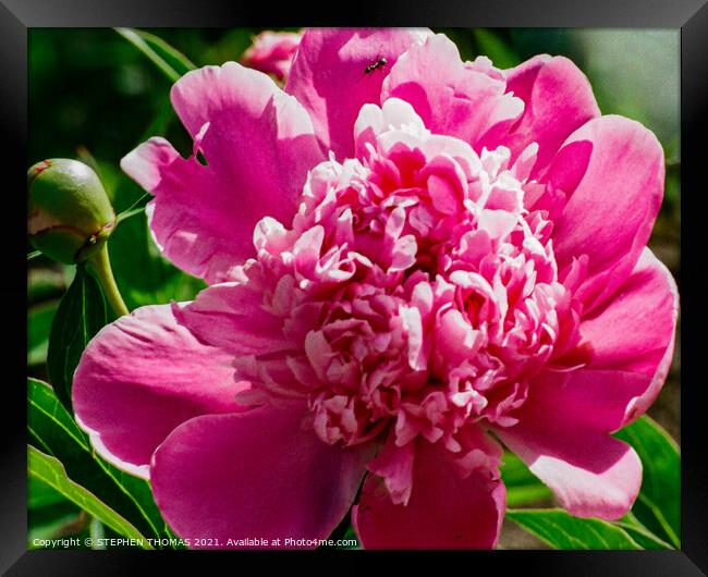 Pink Peony with Ant Framed Print by STEPHEN THOMAS