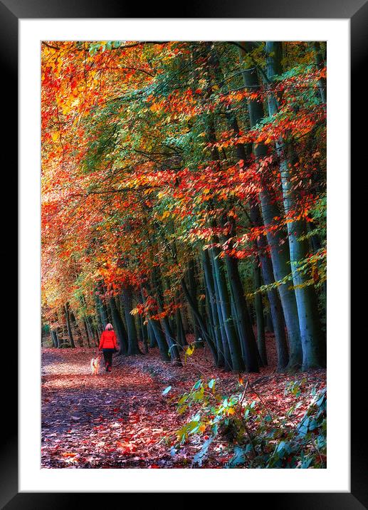 Newmillerdam Autumn Woodland Portrait  Framed Mounted Print by Alison Chambers